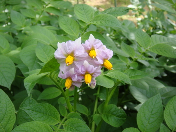 トウモロコシまもるくんの色は野菜の花の色 ヒゲじいの家庭菜園日記