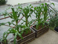 DSC01305.JPG