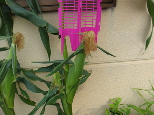 ③DSC00549.JPG