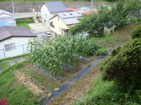 東側上段.JPG