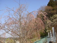 桜.JPG