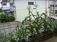玄関前.JPG
